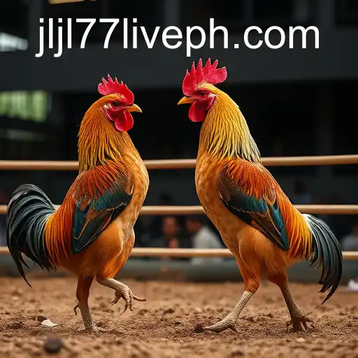 Exploring the Rise of Online Sabong with JLJL77 Live